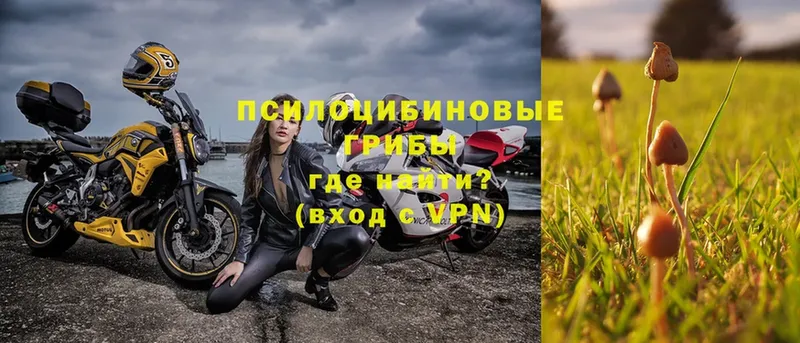 Галлюциногенные грибы Psilocybe  Курганинск 